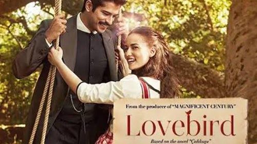 Calikusu (Lovebird) Lovebird